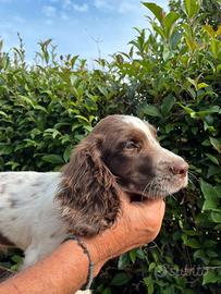 cucciolo di springer spaniel