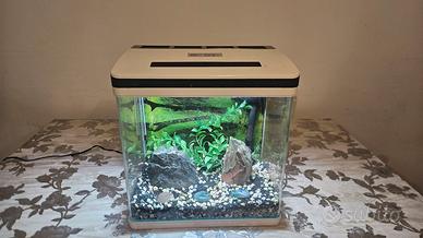 Acquario