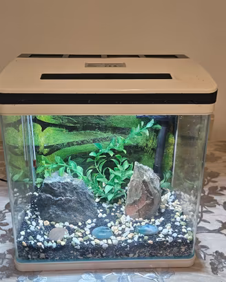 Acquario