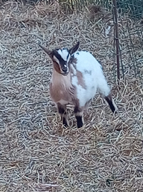 Capretto tibetano