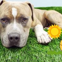 erba sintetica professionale