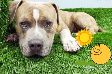 erba sintetica professionale