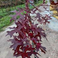 piante di quercia Coccinea