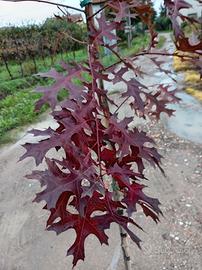 piante di quercia Coccinea