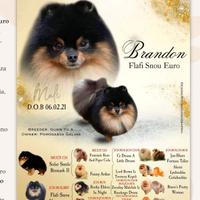 Accoppiamento maschi Spitz tedesco nano