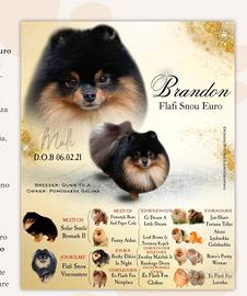 Accoppiamento maschi Spitz tedesco nano