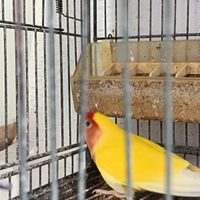 Coppie di inseparabili