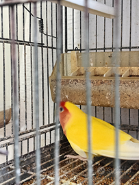 Coppie di inseparabili