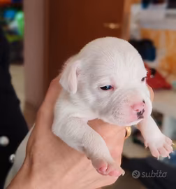 Staffordshire bull terrier cucciolo