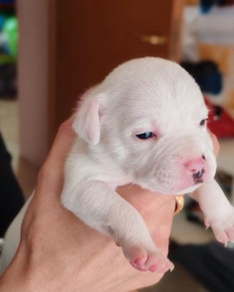 Staffordshire bull terrier cucciolo