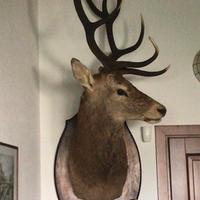 Trofeo caccia cervo