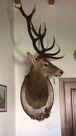 Trofeo caccia cervo