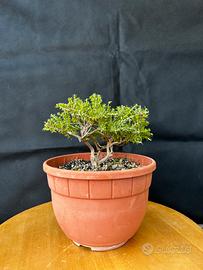 Bonsai Timo