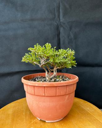 Bonsai Timo