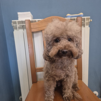 Barboncino nano femmina