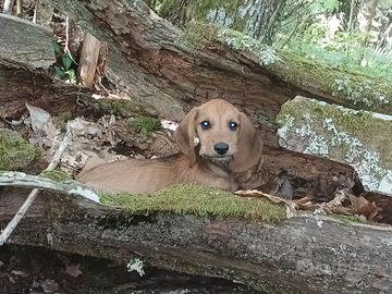 Cuccioli Segugio