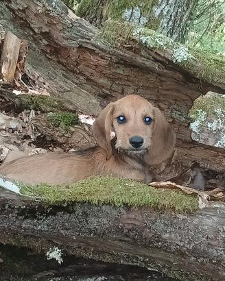 Cuccioli Segugio