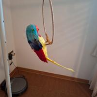 Pappagallo per carnevale pirata