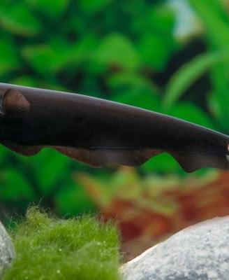 Pesci coltello