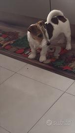 Jack russell terrier