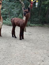 Alpaca