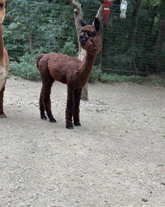 Alpaca