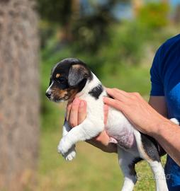 Cucciolo jack russel maschio tricolore