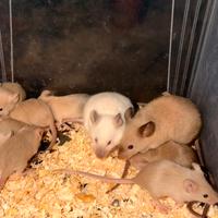 Mus musculus siamesi