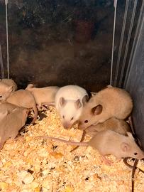 Mus musculus siamesi