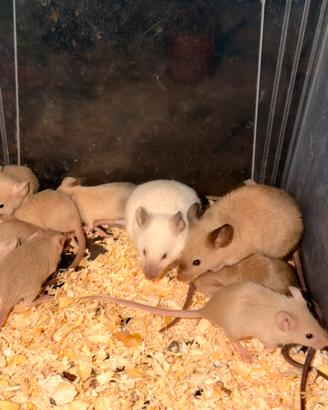 Mus musculus siamesi