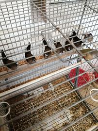 Passeri del Giappone