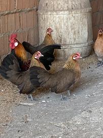 Olandesi nani collo oro