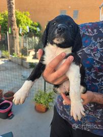 Épagneul breton bianco nero