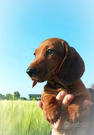 Cuccioli bassotto nano