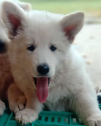 Pastore svizzero bianco cuccioli