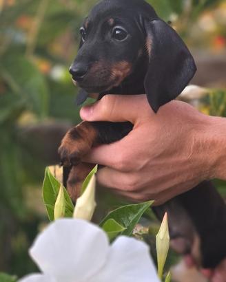 Cuccioli Bassotti