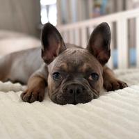 Cucciola bulldog francese