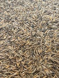 Avena strigosa