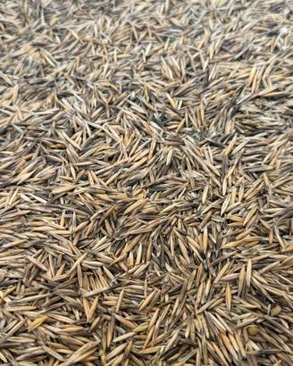 Avena strigosa