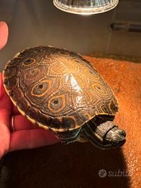 Tartaruga d'acqua dolce