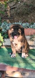 Cane da pastore del Caucaso con Pedigree ENCI