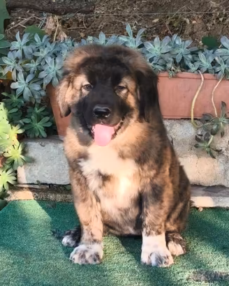 Cane da pastore del Caucaso con Pedigree ENCI
