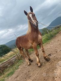 Cavallo tpr