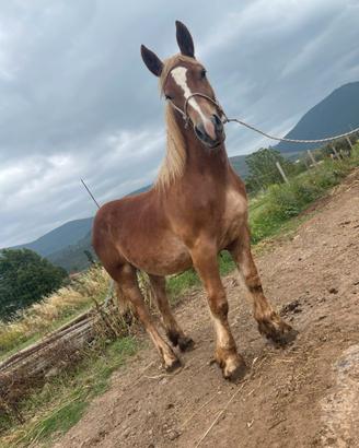 Cavallo tpr