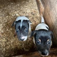 Cuccioli di Jack Russell