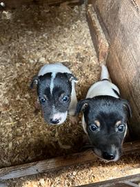 Cuccioli di Jack Russell