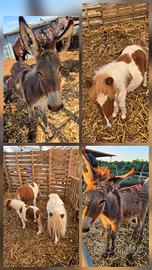 Asinella e mini pony