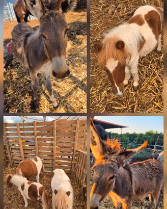 Asinella e mini pony
