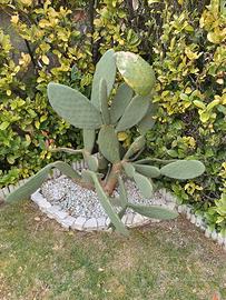 Pianta di fico d'india alta 130 cm