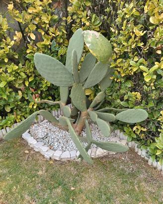 Pianta di fico d'india alta 130 cm